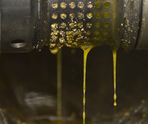 what is rapeseed oil press