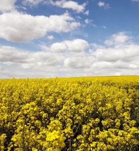 british rapeseed oil in field