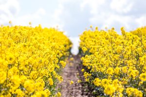 Farrington's Mellow Yellow LEAF Demonstration farm and